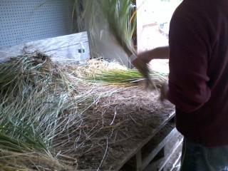 Processing harvested Beach Grass