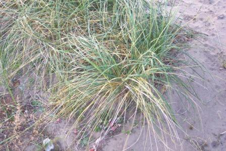 Beach grass clump