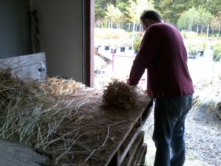 Beach grass clump