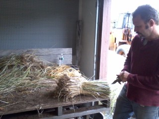 Beach grass clump